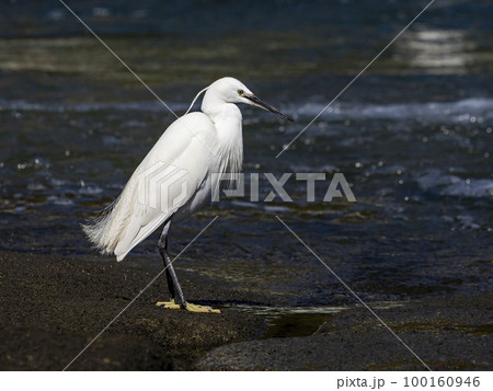 川でエサの小魚(シロウオ)を探すコサギ 川でエサの小魚(シロウオ)を探すコサギ 100160946