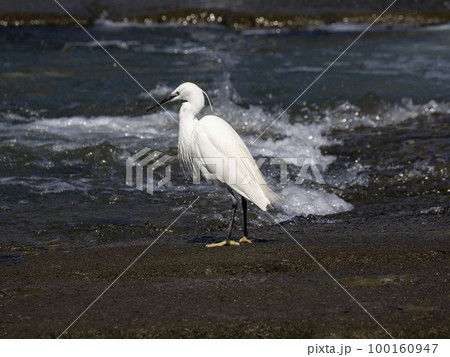 川でエサの小魚(シロウオ)を探すコサギ 川でエサの小魚(シロウオ)を探すコサギ 100160947