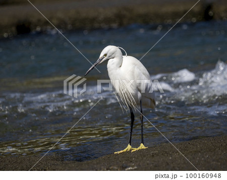 川でエサの小魚(シロウオ)を探すコサギ 川でエサの小魚(シロウオ)を探すコサギ 100160948