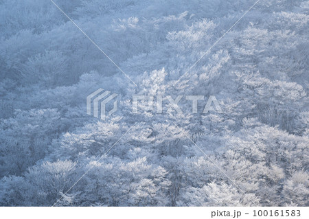 冬の絶景　凍り付く森 100161583