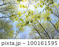 春の高尾山、登山道を彩る鮮やかな新緑【5月】 100161595