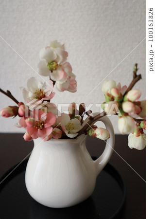 庭のボケの花を生ける 庭のボケの花を生ける 100161826