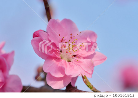 桃の花　桃の節句 100161913