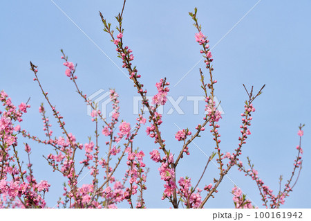桃の花　桃の節句 100161942