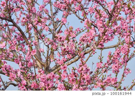 桃の花 桃の節句 桃の花 桃の節句 100161944