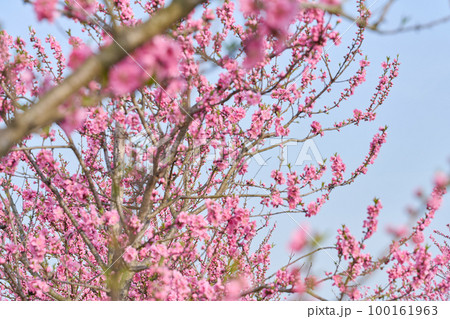 桃の花 桃の節句 桃の花 桃の節句 100161963