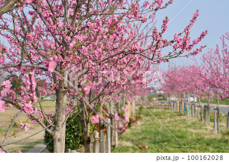 桃の花 桃の節句 桃の花 桃の節句 100162028
