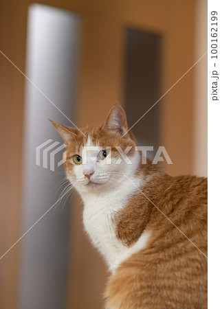 座ってる猫　茶トラ白 100162199