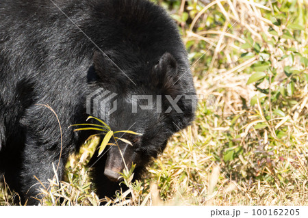 ツキノワグマ 100162205