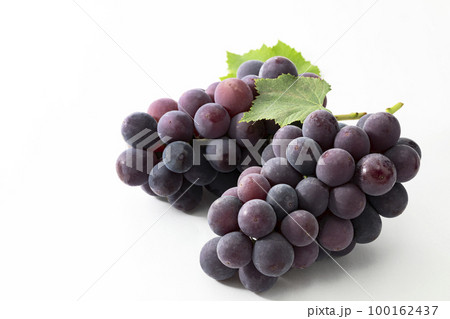 白バックの葉を添えた巨峰 白バックの葉を添えた巨峰 100162437