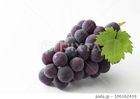 白バックの葉を添えた巨峰 100162439