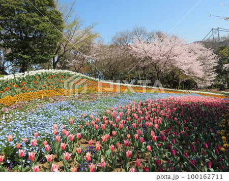 火の山公園トルコチューリップ園 100162711