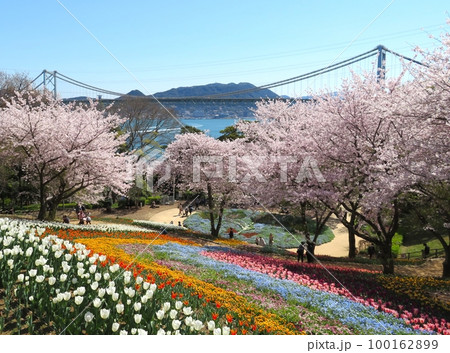 火の山公園トルコチューリップ園 火の山公園トルコチューリップ園 100162899