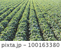 青々とした緑の葉がきれいに並ぶ三浦大根の大根畑 100163380