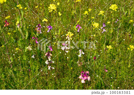 伊豆・松崎町の休耕田を利用した花畑 100163381
