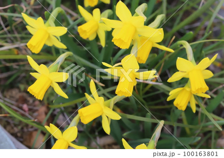 日本の早春の庭に咲く黄色いミニ水仙(テターテート)の花 日本の早春の庭に咲く黄色いミニ水仙(テターテート)の花 100163801