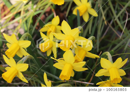日本の早春の庭に咲く黄色いミニ水仙(テターテート)の花 日本の早春の庭に咲く黄色いミニ水仙(テターテート)の花 100163803