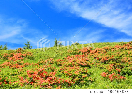 美ヶ原高原のレンゲツツジ 100163873