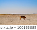 砂漠の犬 100163885