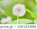 たんぽぽの綿毛 100163886