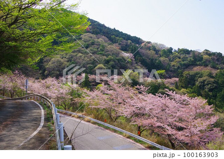 徳島県吉野川市 チェリーロードラインの桜並木 徳島県吉野川市 チェリーロードラインの桜並木 100163903