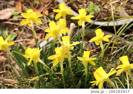日本の早春の庭に咲く黄色いミニ水仙(テターテート)の花 日本の早春の庭に咲く黄色いミニ水仙(テターテート)の花 100163917