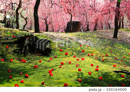 【京都府】城南宮の満開の梅と落ち椿 100164000