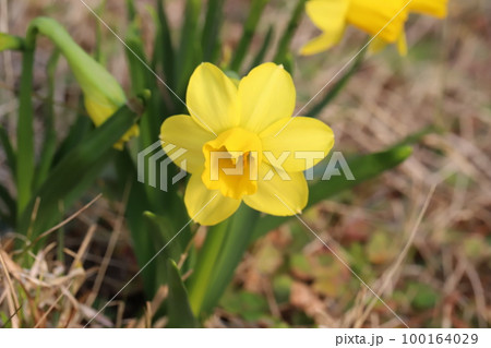 日本の早春の庭に咲く黄色いミニ水仙（テターテート）の花 100164029