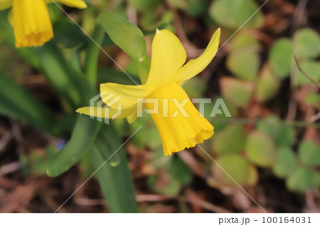 日本の早春の庭に咲く黄色いミニ水仙(テターテート)の花 日本の早春の庭に咲く黄色いミニ水仙(テターテート)の花 100164031