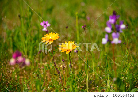 伊豆・松崎町の休耕田を利用した花畑 100164453