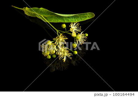 Lonely tilia or linden flower on isolated black background. Medicinal plants usually make tea for colds. Free advertising space Lonely tilia or linden flower on isolated black background. Medicinal plants usually make tea for colds. Free advertising space 100164494