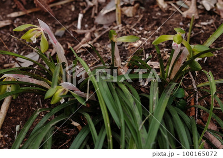 自然 植物 シュンラン、春に咲く花。雑木林の林床に小さな株を作ります 自然 植物 シュンラン、春に咲く花。雑木林の林床に小さな株を作ります 100165072