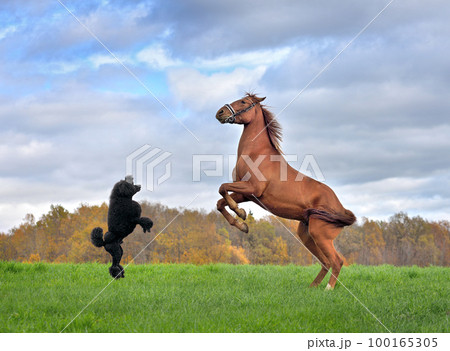 Horse and dog reared up on hind legs 100165305