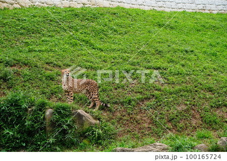 チーター、cheetah、Acinonyx jubatus、狩猟豹、猟豹、豹、ひょう、ネコ科、 多摩 チーター、cheetah、Acinonyx jubatus、狩猟豹、猟豹、豹、ひょう、ネコ科、 多摩 100165724
