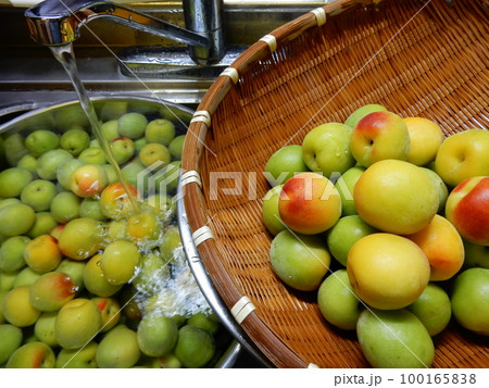 梅酒作り・梅の実を洗う 100165838