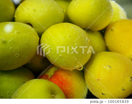 梅酒作り・水に浸けてあく抜き中の南高梅 100165839