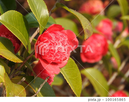 ツバキ（椿）の変わり種：紅卜伴（ベニボクハン）/紅唐子（ベニカラコ） 100165865