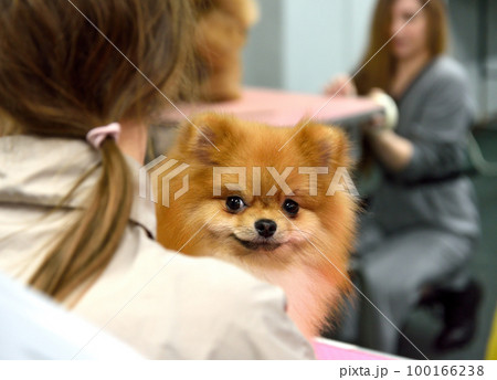 Portrait of a cute Pomeranian dog 100166238