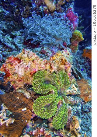 Reef Building Coral, Bunaken National Marine Park, Indonesia 100166279