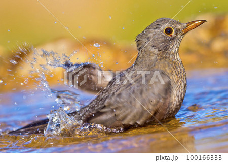 Blackbird, Forest Pond, Mediterranean Forest, Castile Leon, Spain, Europe. 100166333
