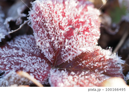 ワールドストロベリーの葉におりた霜 ワールドストロベリーの葉におりた霜 100166495