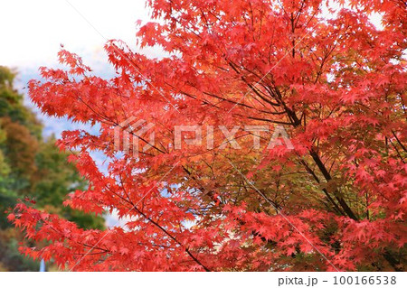 燃ゆる秋… 錦秋の五十里湖畔　 湯西川温泉駅近くの紅葉 100166538