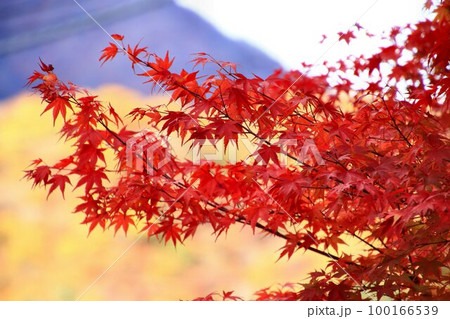 燃ゆる秋… 錦秋の五十里湖畔  湯西川温泉駅近くの紅葉 燃ゆる秋… 錦秋の五十里湖畔  湯西川温泉駅近くの紅葉 100166539