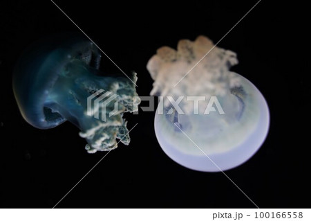 カラージェリーフィッシュ、Color jellyfish、Catostylus mosaicus、ク 100166558