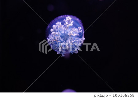 カラージェリーフィッシュ、Color jellyfish、Catostylus mosaicus、ク 100166559