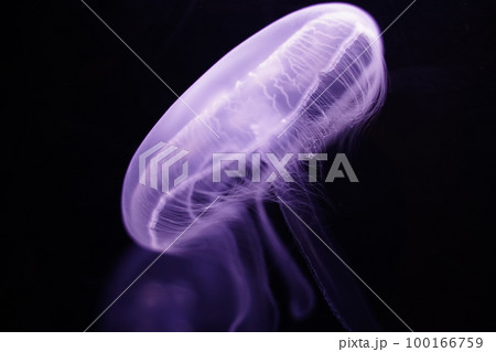 水クラゲ、クラゲ、くらげ、ミズクラゲ、水海月、Aurelia aurita、Moon Jelly、W 100166759