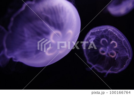 水クラゲ、クラゲ、くらげ、ミズクラゲ、水海月、Aurelia aurita、Moon Jelly、W 100166764