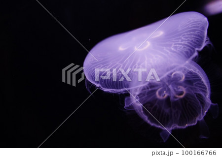 水クラゲ、クラゲ、くらげ、ミズクラゲ、水海月、Aurelia aurita、Moon Jelly、W 水クラゲ、クラゲ、くらげ、ミズクラゲ、水海月、Aurelia aurita、Moon Jelly、W 100166766
