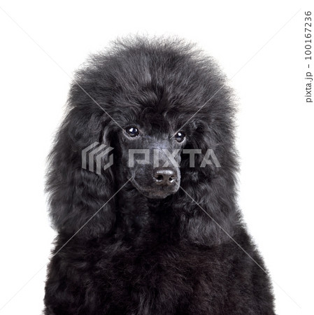 Portrait of cute poodle puppy Portrait of cute poodle puppy 100167236