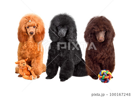 Cute three months toy poodle puppies Cute three months toy poodle puppies 100167248
